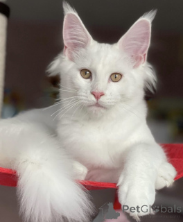 Zdjęcie №1. maine coon - na sprzedaż w Baden-Baden | 4736zł | Zapowiedź № 163465