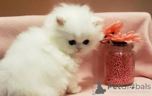 Zdjęcie №2 do zapowiedźy № 136761 na sprzedaż  perskie - wkupić się Niemcy 