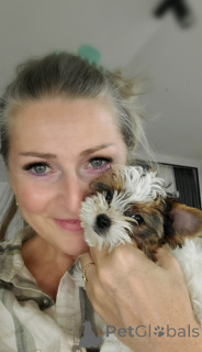 Zdjęcie №1. yorkshire terrier biewer - na sprzedaż w Tbilisi | 4171zł | Zapowiedź №159711