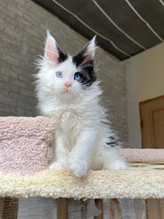 Zdjęcie №1. maine coon - na sprzedaż w Bautzen | negocjowane | Zapowiedź № 160718