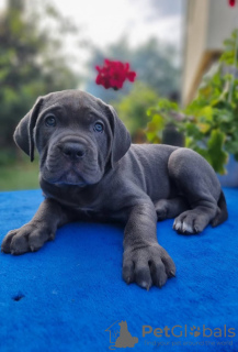 Zdjęcie №2 do zapowiedźy № 41713 na sprzedaż  cane corso - wkupić się Niemcy prywatne ogłoszenie