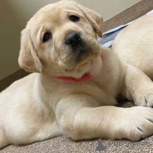 Zdjęcie №1.  - na sprzedaż w Leeds | 1390zł | Zapowiedź №160968