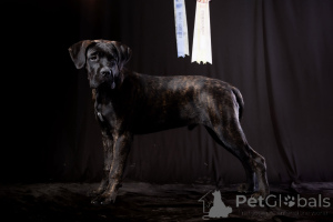 Zdjęcie №1. cane corso - na sprzedaż w BUZău | 47835zł | Zapowiedź №150213