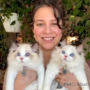 Zdjęcie №2 do zapowiedźy № 162720 na sprzedaż  ragdoll - wkupić się Holandia prywatne ogłoszenie, hodowca