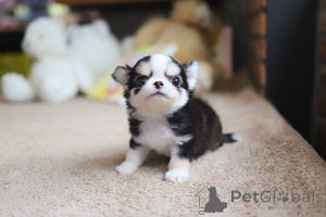 Zdjęcie №4. Sprzedam chihuahua (rasa psów) w San Diego. hodowca - cena - negocjowane