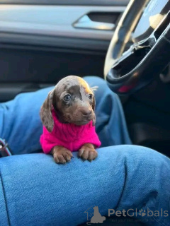 Zdjęcie №2 do zapowiedźy № 162956 na sprzedaż  jamnik - wkupić się USA hodowca