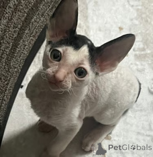 Zdjęcie №3. Piękne kocięta Cornish Rex. Belgia