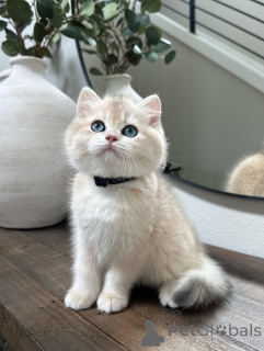 Zdjęcie №2 do zapowiedźy № 155696 na sprzedaż  kot brytyjski krótkowłosy - wkupić się Finlandia prywatne ogłoszenie