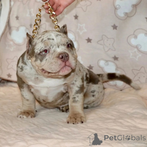 Zdjęcie №4. Sprzedam american bully w Филадельфия. prywatne ogłoszenie - cena - 5083zł