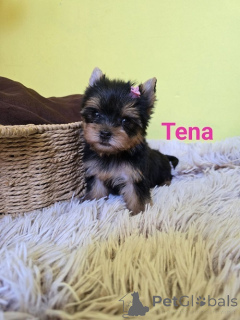 Zdjęcie №4. Sprzedam yorkshire terrier w Zrenjanin. hodowca - cena - negocjowane