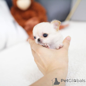 Zdjęcie №1. chihuahua (rasa psów) - na sprzedaż w Zły vöslau | 3939zł | Zapowiedź №162888