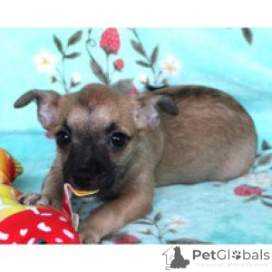 Zdjęcie №3. Poznaj uroczego szczeniaka chihuahua Wiley, gotowego na swój stały dom!. Niemcy