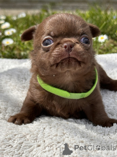 Zdjęcie №3. CHŁOPCY CHIHUAHUA. Serbia