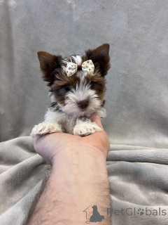 Zdjęcie №1. pies nierasowy - na sprzedaż w Erftstadt | 1818zł | Zapowiedź №148569