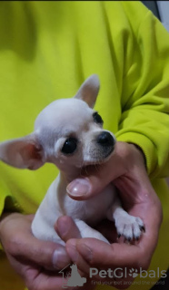 Dodatkowe zdjęcia: Księżniczka Mini Chihuahua