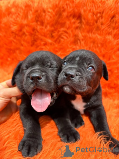 Zdjęcie №2 do zapowiedźy № 173397 na sprzedaż  cane corso - wkupić się Dania prywatne ogłoszenie, hodowca