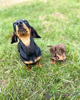 Zdjęcie №3. Przeciążenie kreskowania!. USA