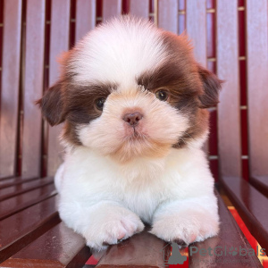 Zdjęcie №1. shih tzu - na sprzedaż w Nowy Jork | 1109zł | Zapowiedź №100397