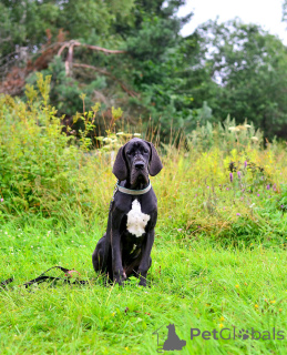 Zdjęcie №3. Szczenięta niemieckiego psa.. Federacja Rosyjska