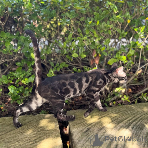 Zdjęcie №1. kot bengalski - na sprzedaż w Marsylia | 3812zł | Zapowiedź № 152768