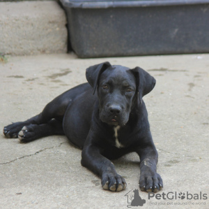 Dodatkowe zdjęcia: Szczenięta Cane Corso