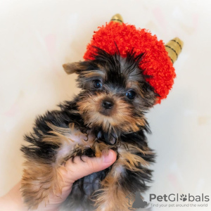 Zdjęcie №1. yorkshire terrier - na sprzedaż w Ljubljana | 670zł | Zapowiedź №98529