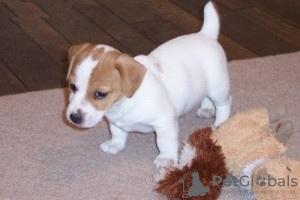 Zdjęcie №1. jack russell terrier - na sprzedaż w Oulainen | negocjowane | Zapowiedź №55313