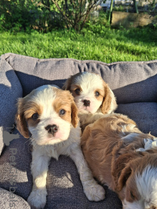 Zdjęcie №3. Idealne szczenięta Cavalier King Charles Spaniel.. Łotwa