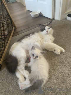 Zdjęcie №3. Pieczęć kolor bited kocięta ragdoll. Belgia