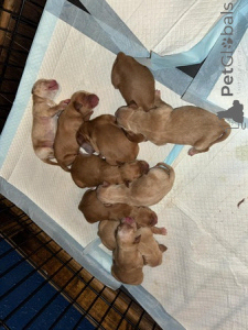 Zdjęcie №2 do zapowiedźy № 135424 na sprzedaż  golden retriever - wkupić się Wielka Brytania hodowca