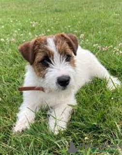 Zdjęcie №2 do zapowiedźy № 165238 na sprzedaż  jack russell terrier - wkupić się Belgia prywatne ogłoszenie, hodowca