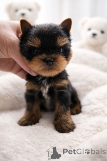 Zdjęcie №1. yorkshire terrier - na sprzedaż w Bilund | Bezpłatny | Zapowiedź №162029
