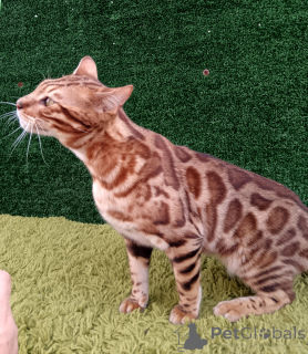 Zdjęcie №3. Bengal Cat Aykamam Solomon. Federacja Rosyjska
