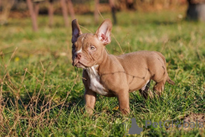 Zdjęcie №2 do zapowiedźy № 93111 na sprzedaż  american bully - wkupić się Serbia hodowca