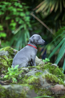 Zdjęcie №3. Szczenięta charcika włoskiego małego (greyhound). Federacja Rosyjska