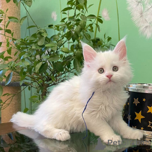 Zdjęcie №1. maine coon - na sprzedaż w Leipzig | negocjowane | Zapowiedź № 136988