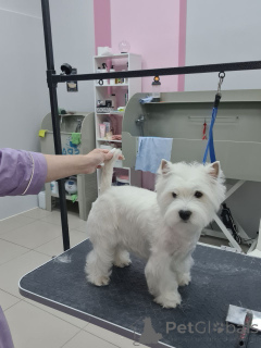 Zdjęcie №2 do zapowiedźy № 146677 na sprzedaż  west highland white terrier - wkupić się USA hodowca