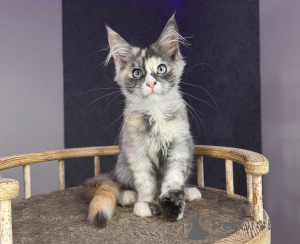 Zdjęcie №1. maine coon - na sprzedaż w Katowice | negocjowane | Zapowiedź № 177882