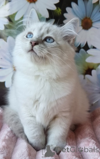 Zdjęcie №4. Sprzedam neva masquerade w Kijvets '. prywatne ogłoszenie, od żłobka, hodowca - cena - 3244zł