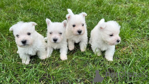 Zdjęcie №1. west highland white terrier - na sprzedaż w Альгермиссен | 6278zł | Zapowiedź №37741