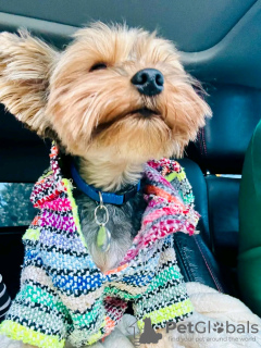 Zdjęcie №2 do zapowiedźy № 126838 na sprzedaż   - wkupić się Francja hodowca