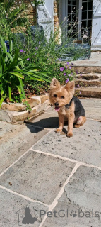 Zdjęcie №2 do zapowiedźy № 175686 na sprzedaż  yorkshire terrier - wkupić się Belgia 