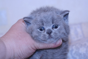 Zdjęcie №2 do zapowiedźy № 5238 na sprzedaż  kot brytyjski krótkowłosy - wkupić się Federacja Rosyjska od żłobka, hodowca