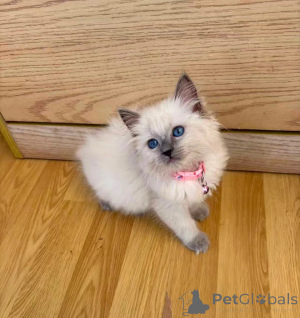 Zdjęcie №1. ragdoll - na sprzedaż w Jessen | 1674zł | Zapowiedź № 173923