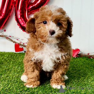 Zdjęcie №3. Samiec w wieku 12 tygodni. Gotowy do powrotu do domu. Niemcy