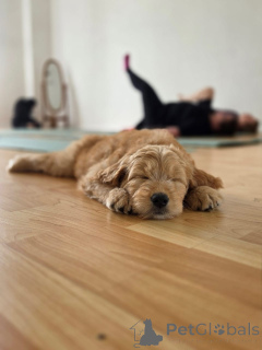 Zdjęcie №1. golden retriever - na sprzedaż w Mühldorf | negocjowane | Zapowiedź №178091