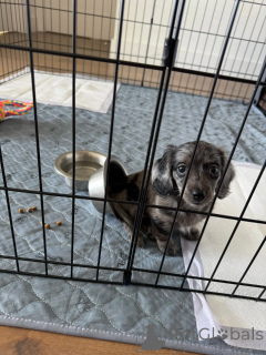 Zdjęcie №2 do zapowiedźy № 152355 na sprzedaż  jamnik - wkupić się Niemcy hodowca