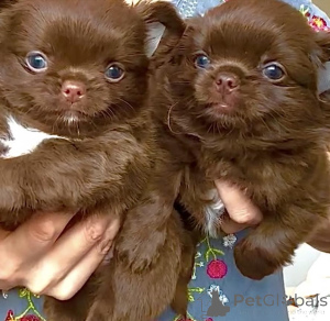 Zdjęcie №2 do zapowiedźy № 159560 na sprzedaż  chihuahua (rasa psów) - wkupić się Niemcy prywatne ogłoszenie, ze schronu