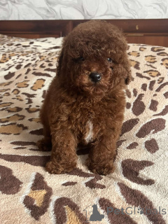 Zdjęcie №1. pudel (zabawka) - na sprzedaż w Kijów | 4784zł | Zapowiedź №166218