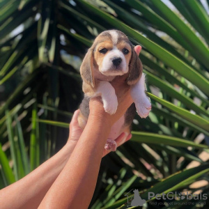 Zdjęcie №1. beagle (rasa psa) - na sprzedaż w Амстердам | negocjowane | Zapowiedź №83119